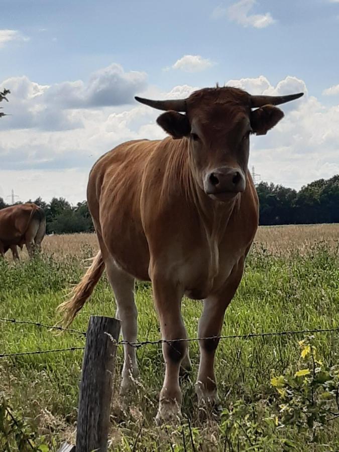 Landelijk Gelegen Huisje Op Erf Veeningen Exterior foto