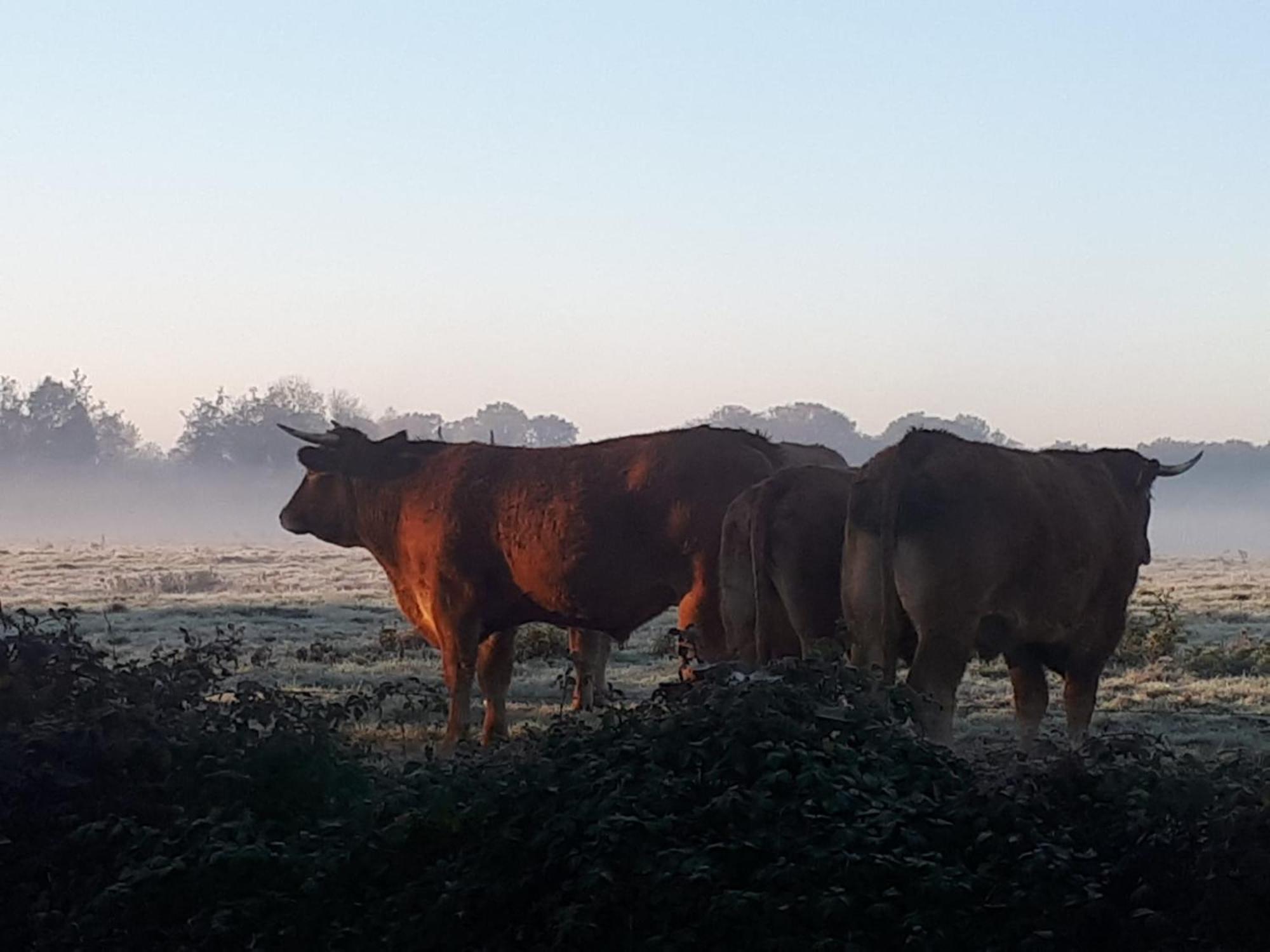 Landelijk Gelegen Huisje Op Erf Veeningen Exterior foto